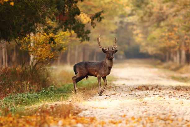 istock beautiful fallow deer stag passing rural road 1010455690