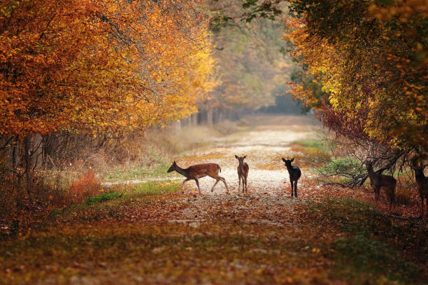 istock fallow deers in colorful autumn forest 1010456154