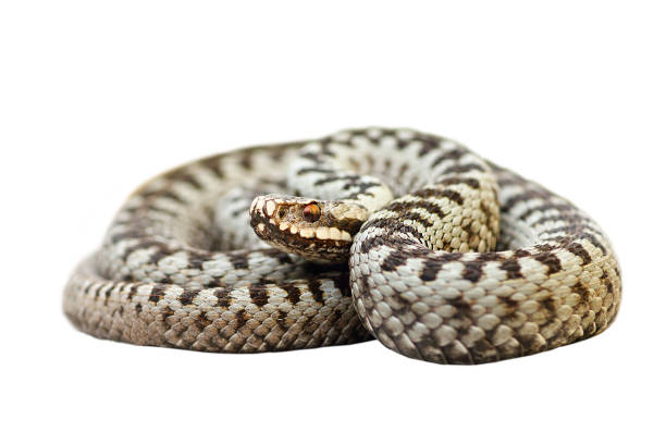 istock european venomous snake, the common crossed viper 1010456214