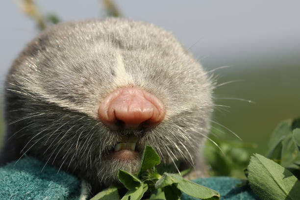 Macro Portrait Of Lesser Mole Rat Stock Photo - Download Image Now - Mole -  Animal, Blind Mole Rat, Animal - iStock