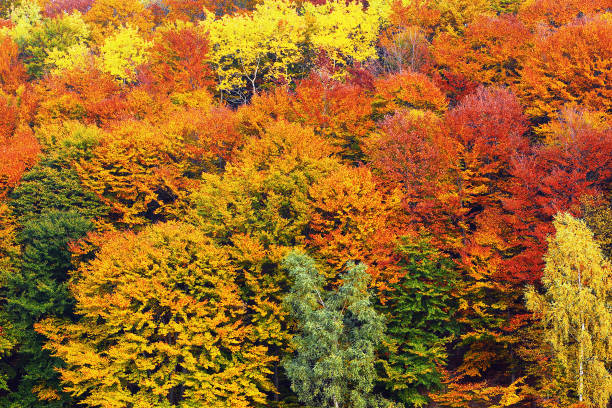 istock textural image of autumn foliage 1010456702