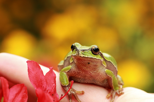 beautiful green tree frog on human hand ( Hyla arborea )