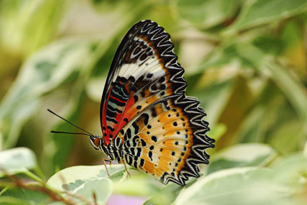 istock closeup of leopard lacewing butterfly 1010461686