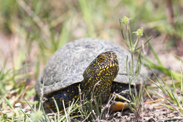 european pond turtle close up ( Emys orbicularis ), wild animal in natural environment