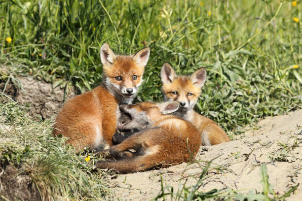 istock family of young red foxes 1010463890
