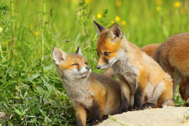 istock european red fox cubs in natural habitat 1010464004