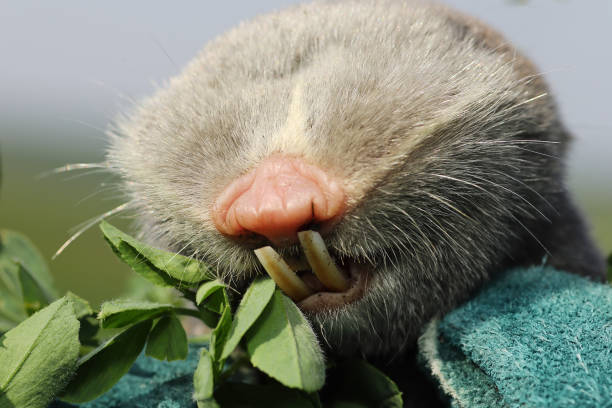macro portrait of lesser mole rat ( Spalax leucodon ) showing large teeths