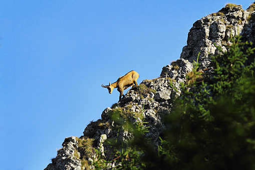 mountain wild goat on ridge, chamois in Ceahlau mountains, Romania