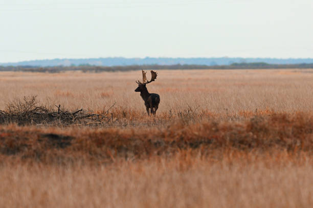 istock silhouette of fallow deer buck in autumn field 1010464106