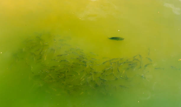 istock Predator Bass Hunting Minnows 1010464632