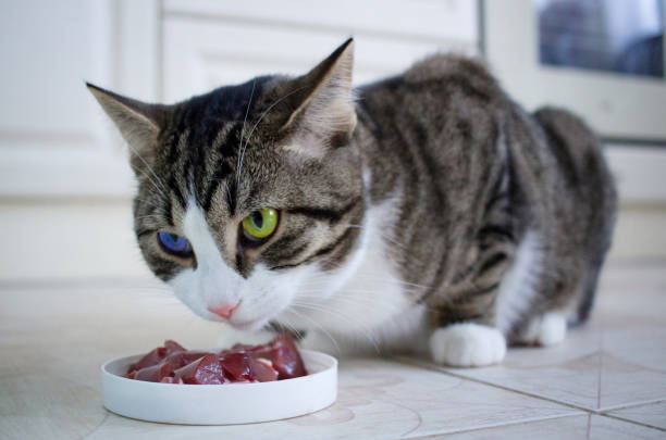 istock Cat with blue green eyes eats meat from feeding bowl 1010467414