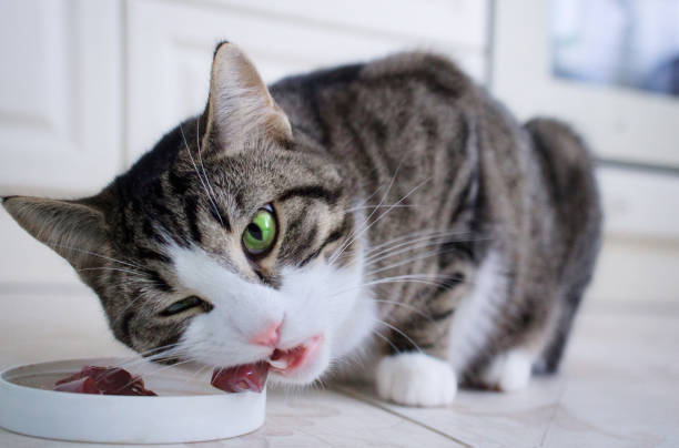 istock Domestic cat with multicolored eyes eats meat from feeding bowl 1010467514