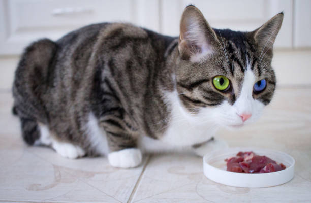 istock Wary pet cat with multicolored blue green eyes guards meat 1010467522