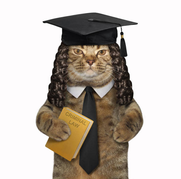 Cat Professor Holds A Book Stock Photo - Download Image Now - Lawyer,  Humor, Judge - Law - iStock