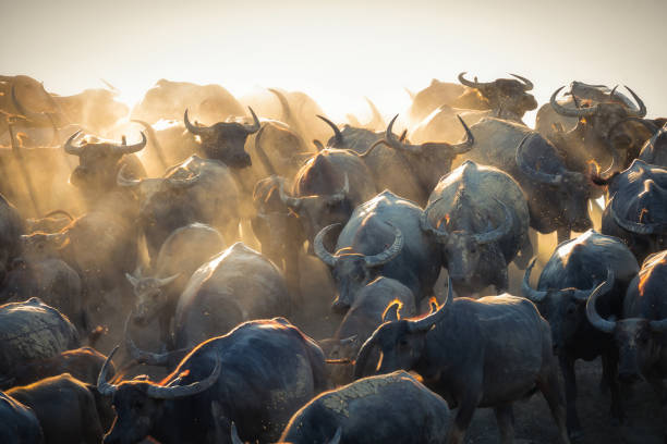 istock Group of Thai buffalo running 1010482026