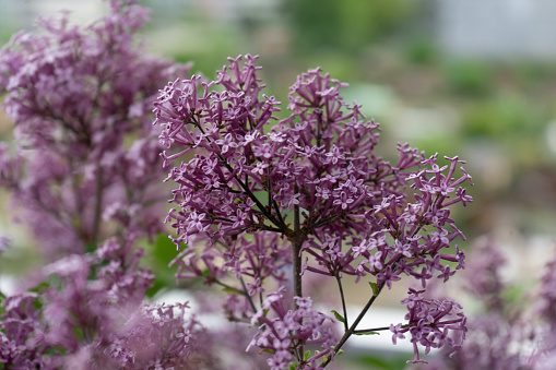 Dwarf Korean lilac tree flower close up