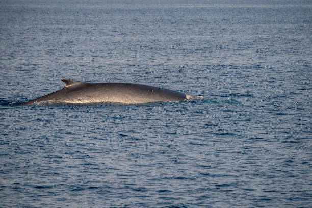 istock Fin Whale endangered specie rare to see second largest animal in the world 1010488560