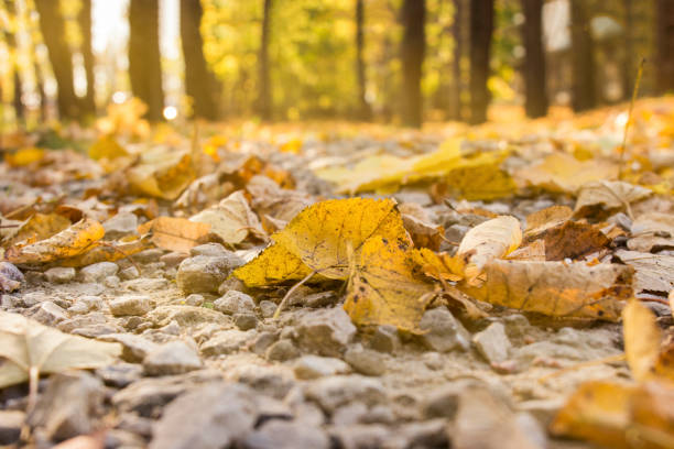 Autumn forest with yellow foliage in moderate sunlight.