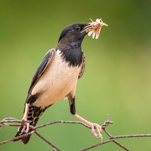 istock Rosy Starling (Sturnus roseus) sits on a wire with a grasshoppers in its beak 1010491514