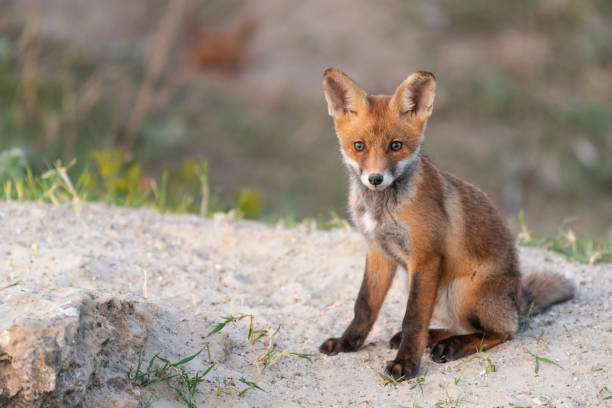 istock Little Red Fox near his hole 1010491636