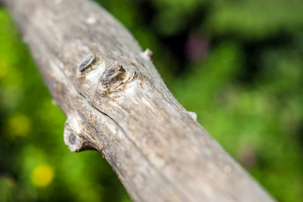 istock wooden wall covered with lichen 1010496572