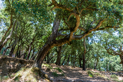 Peeled cork oaks tree, forest in Portugal