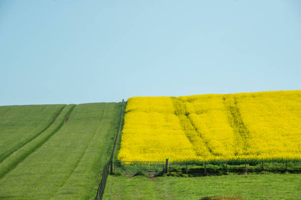 istock scottish rural landscapes 1010499442