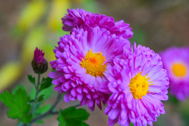 Lilac autumn flower with orange middle