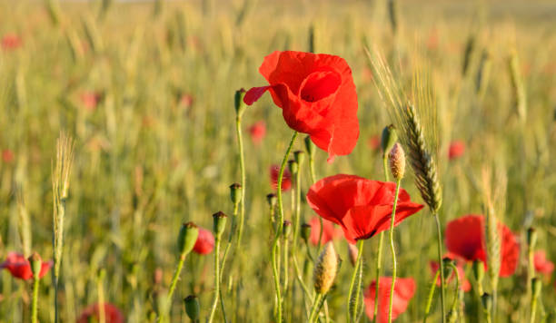 istock Beautiful red poppies in the field 1010500494