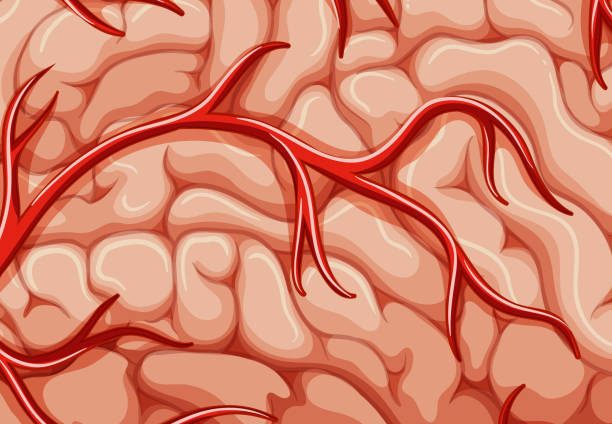 istock A closeup veins of the brain 1010504034
