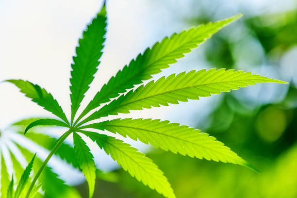 Primo passo della pianta di coltivazione della canapa (cannabis) con cielo blu - foto stock