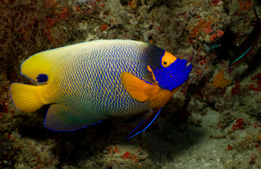 Virgate rabbitfish or siganus virgatus or Two Barred Rabbitfish swimming among tropical coral reef. Underwater photo of yellow colourful rabbit fish on scuba diving or snorkeling