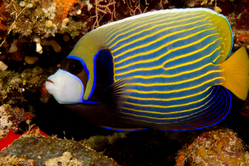 Closeup of a brightly colored Emperor angelfish (Pomacanthus imperator), Indian Ocean