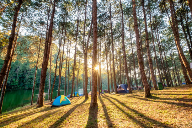 istock Pine forest sunlight shine on reservoir at sunset 1010513756