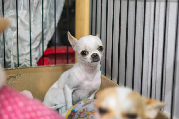istock White small Chihuahua puppy looking in cage 1010514446