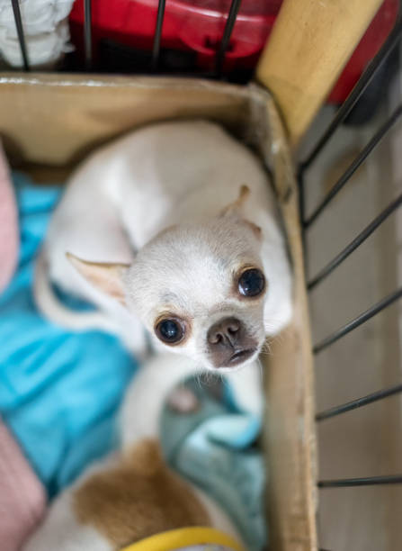 istock White small chihuahua puppy look up 1010514478