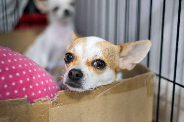 istock Puppy white brown chihuahua were staring 1010514568