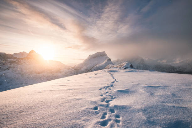 Snowy mountain ridge with footprint in blizzard Snowy mountain ridge with footprint in blizzard at sunrise senja island photos stock pictures, royalty-free photos & images