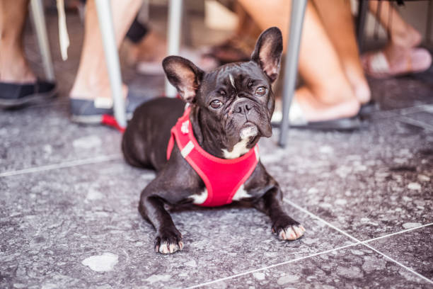istock Cute French bulldog 1010515082