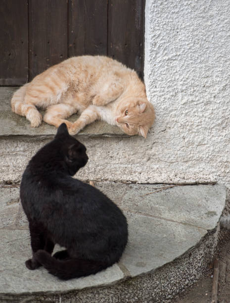 istock Two adorable cats  playing together. Cats outdoor 1010517190