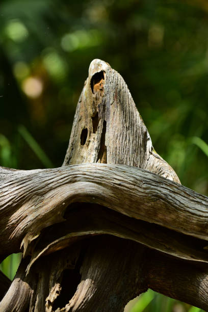 istock Worn Cypress Knee with horizontal root in front of it 1010517568