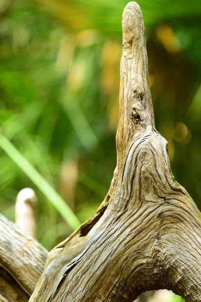 istock Tall Cypress Knee with curvy bark 1010517582