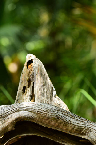 istock Weathered Cypress Knee with horizontal root in front of it 1010517584