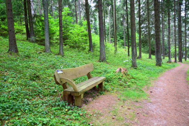 istock A thick wooden bench situated in the middle of a pristine forest, next to a grass covered hill and a dirt path leading somewhere seen during a hot summer day 1010521768