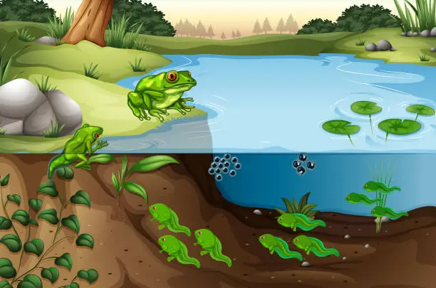 Vector illustration of Scene of frogs in a pond