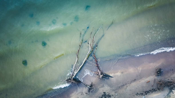 istock Dead pine tree on the beach cape Kolka, Baltic sea, Latvia 1010522196