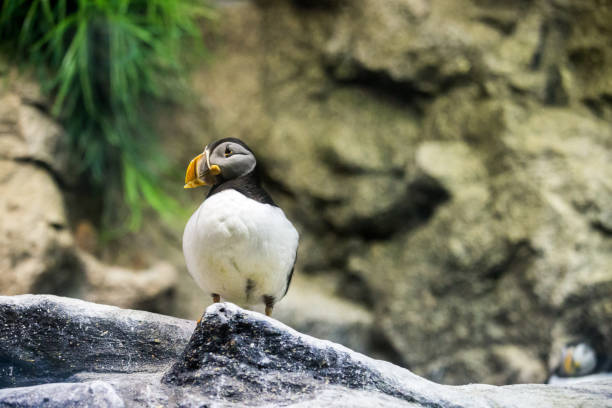 istock Single Atlantic Puffin standing on Stone in fornt of diffused background 1010522624