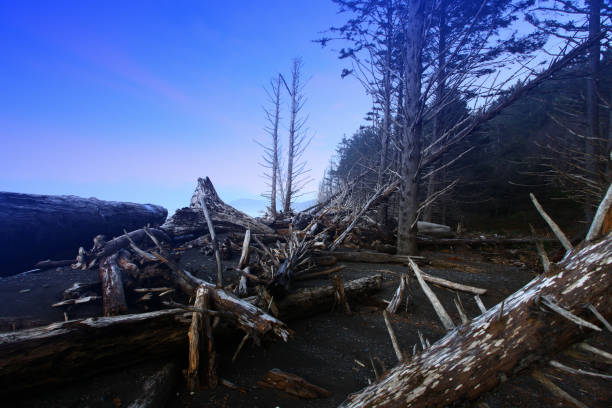 istock Pacific Northwest forest and beach shoreline 1010525346