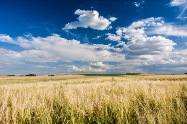 istock Barley field, horizon and white clouds 1010525596