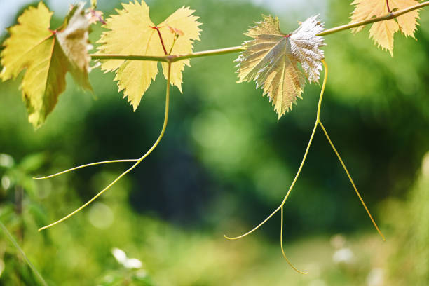istock growth of young vine 1010525710